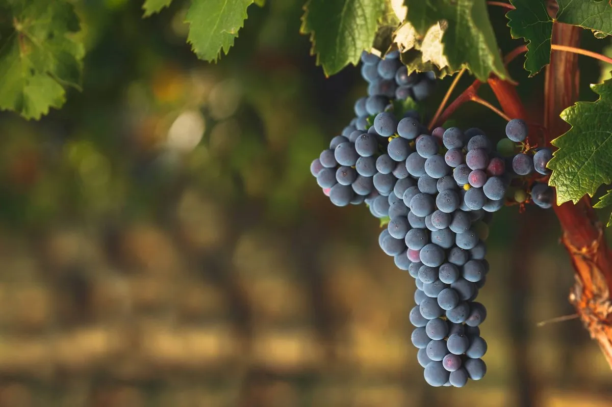 Cabernet Sauvignon Grape