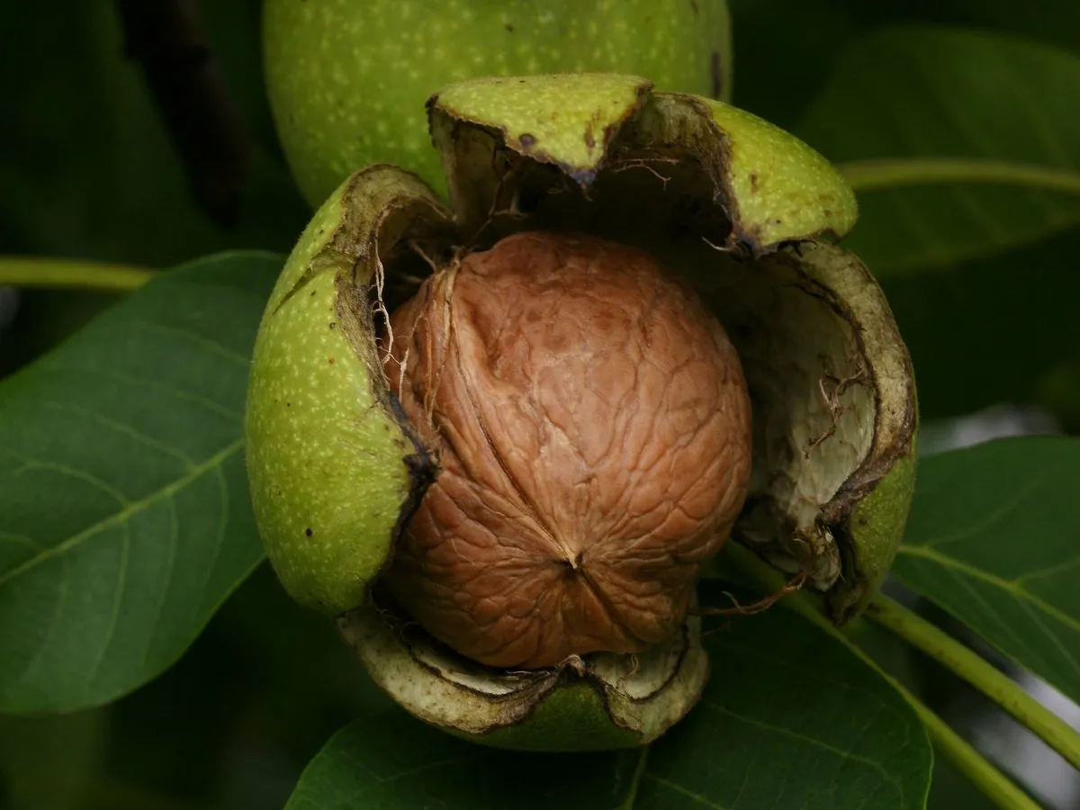 Carmelo Walnut