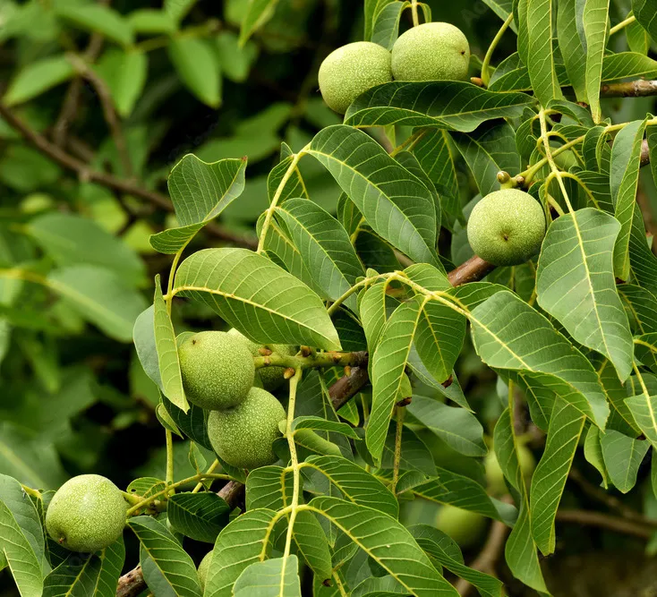 Chandler Walnut
