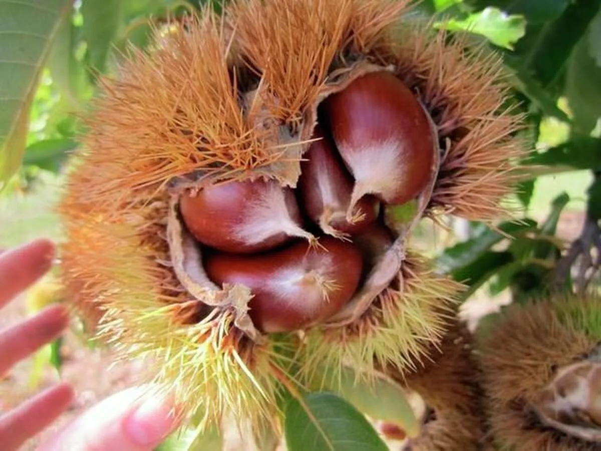 Colossal Chestnut