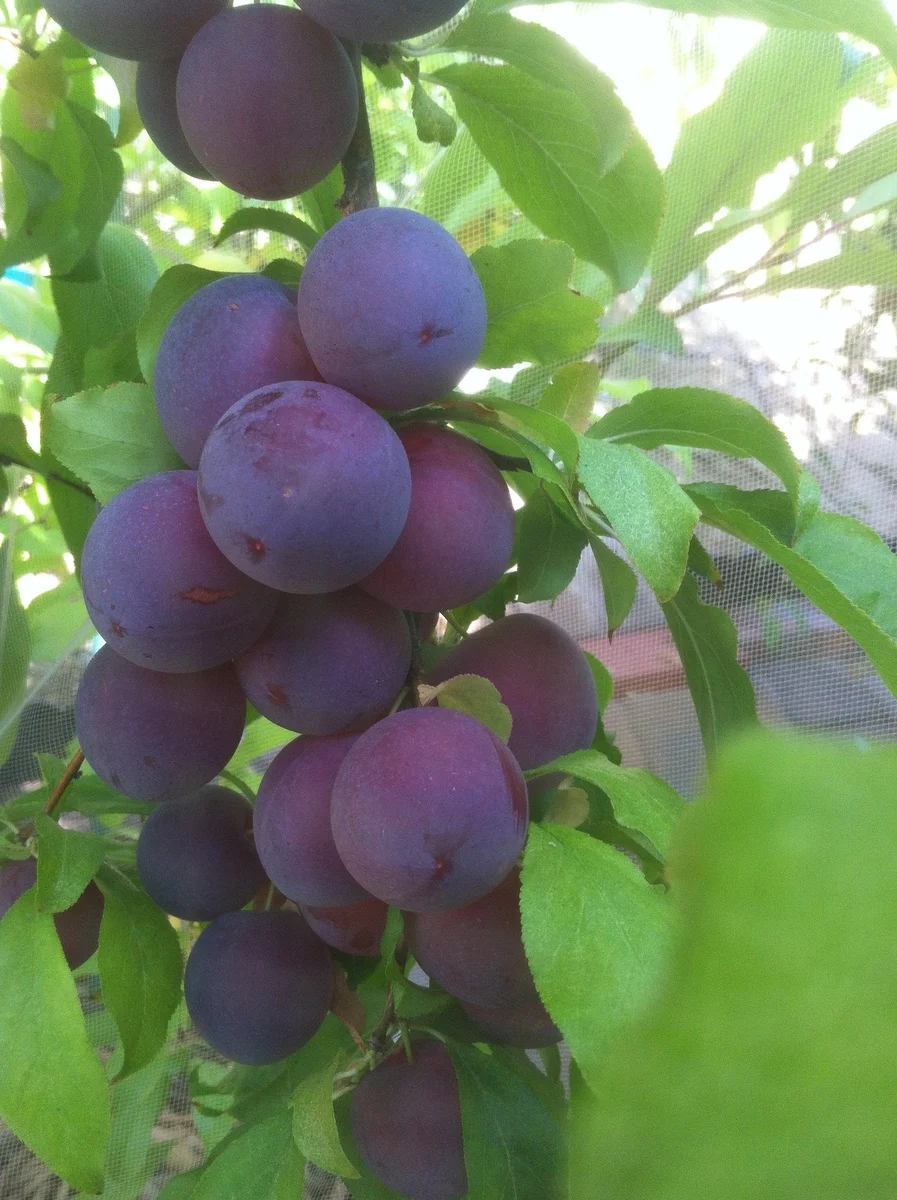 Flavor Punch Pluot®