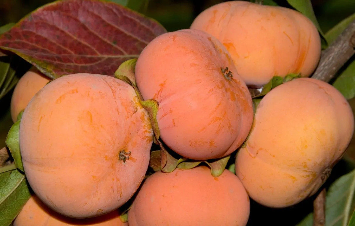 Fuyu 'Jiro' Persimmon