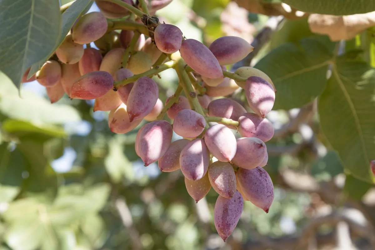 Kerman Female Pistachio