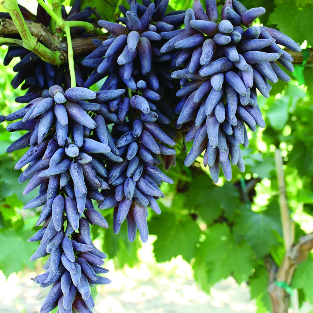 Ladyfinger Grape