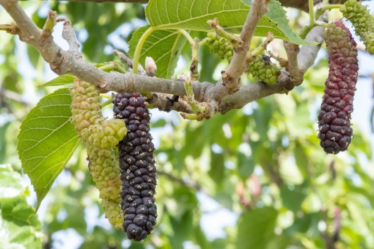 Pakistan Mulberry