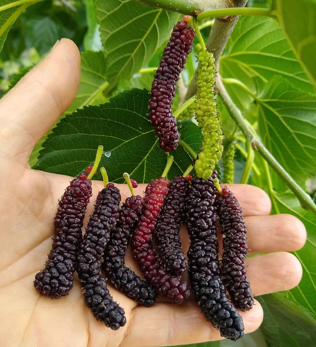 Persian Mulberry