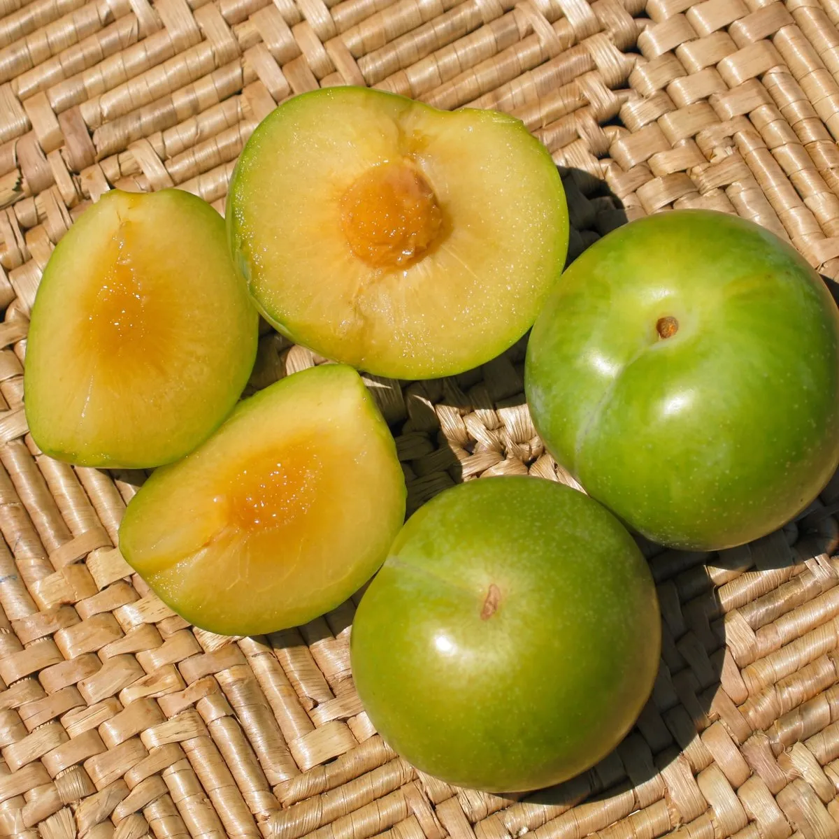 Pluot 4-N-1 (Multi-budded)
