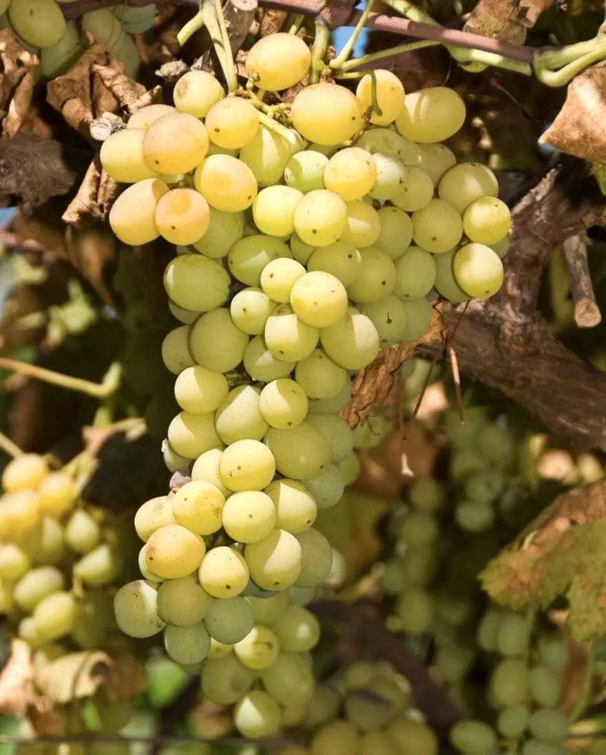 Princess Grape