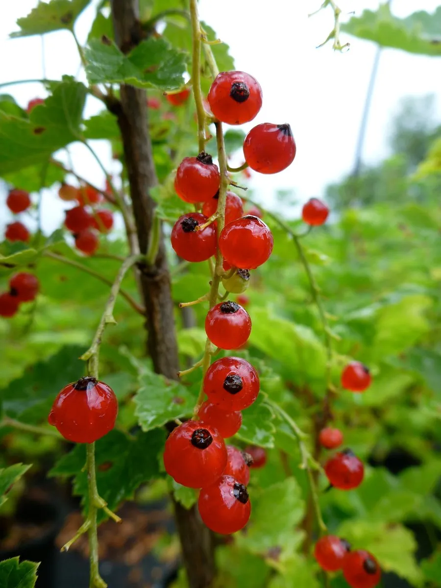 Red Lake Currant
