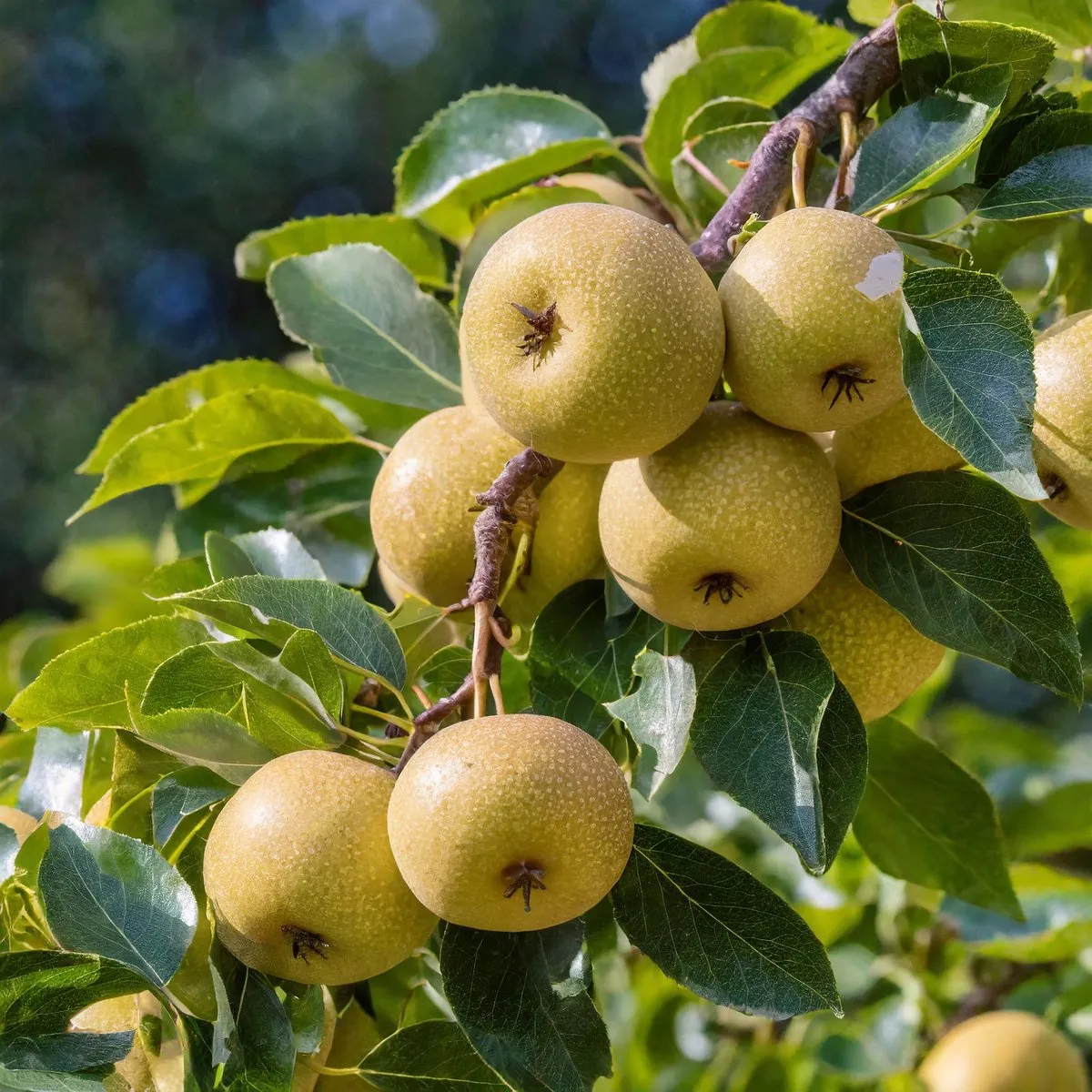 Shinseiki Asian Pear