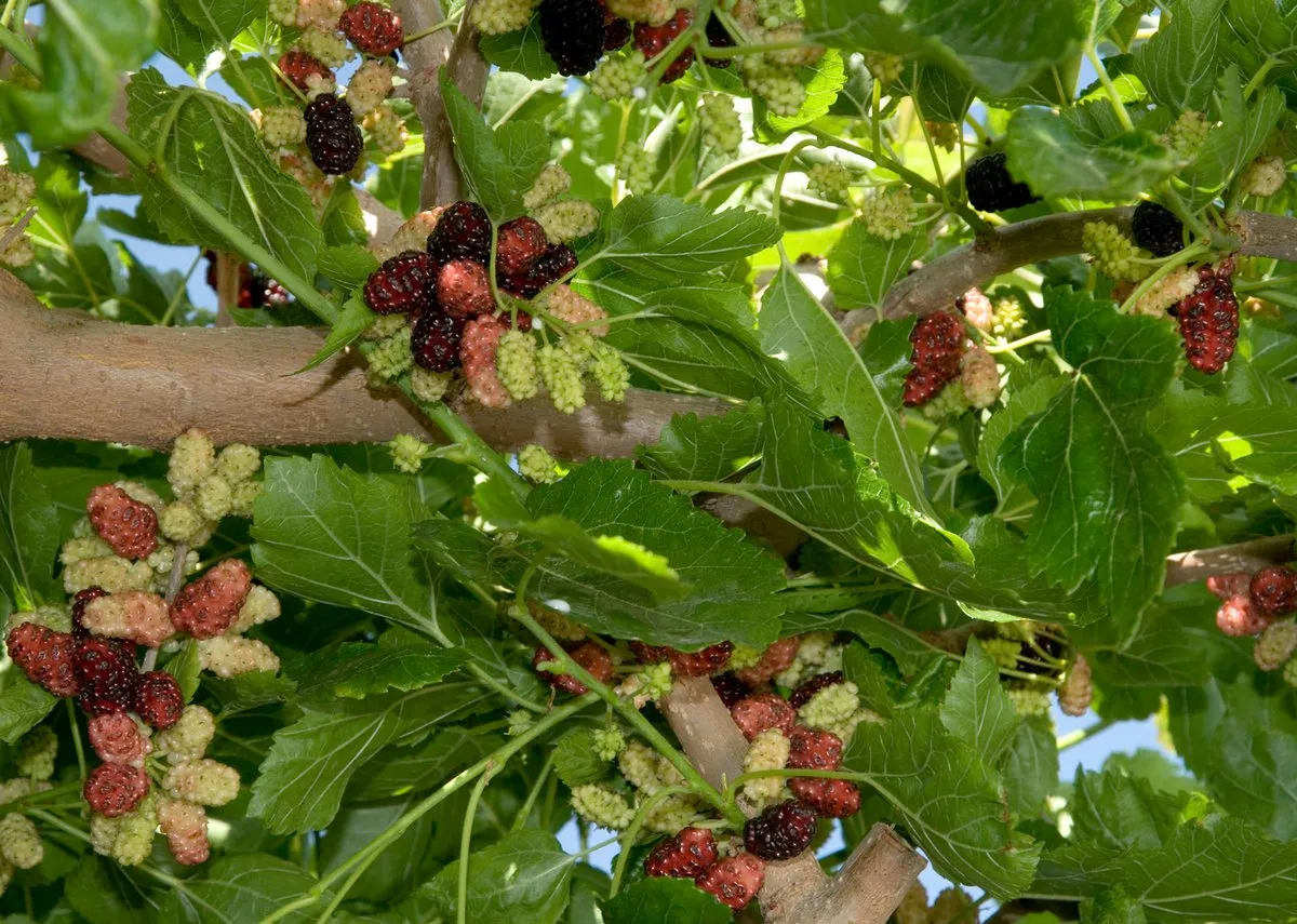 Tea's Weeping Mulberry